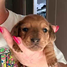 Boy 2-Red Dapple - Dapple male Dachshund puppy in Pierson, Florida from Michelle’s Mini Dachshunds