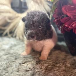 Blaire - Blue dilute female Chinese Shar-Pei puppy in Lehigh Acres, Florida from Florida Wrinkles