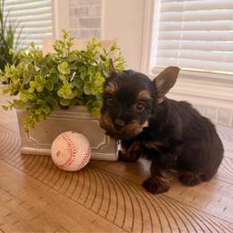 Light green collar - Black and tan male Yorkshire Terrier puppy in Dallas, North Carolina from Yorkie Fever