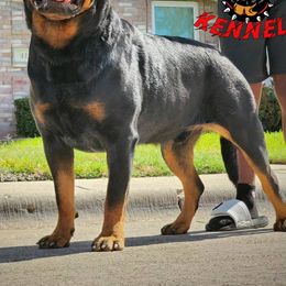 Aries - Rottweiler
