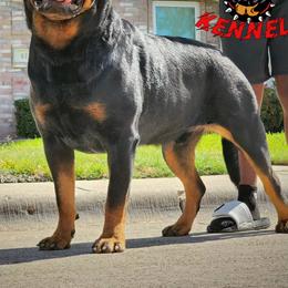 Aries - Rottweiler