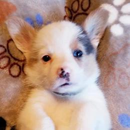 American Corgi and Pembroke Welsh Corgi Puppies from Whimsical Treasure Corgis