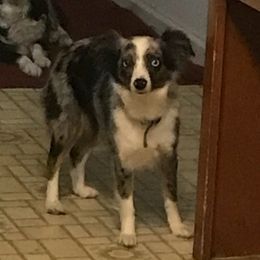 Australian Shepherds from Karen's Aussies