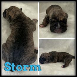 Storm - Brown brindle male Olde English Bulldogge puppy in Merrill, Michigan from Haase Family Kennels