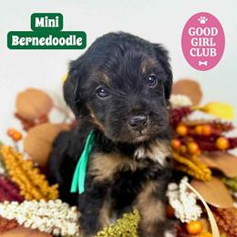 Bernedoodle, Goldendoodle, and Poodle Puppies from Plum Valley Pups