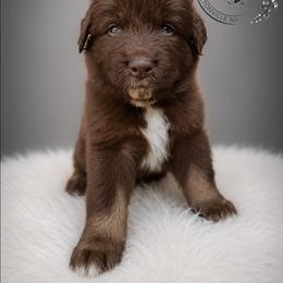 Ganache - Red tri-color male Australian Shepherd puppy in Fultonville, New York from Sandy Aussies & Pomeranians