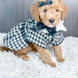 Donner - Red  female Goldendoodle puppy in Otisville, Michigan from Danie’s Darling Doodles LLC