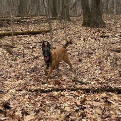 Belgian Malinois from Voodoo Child Kennels
