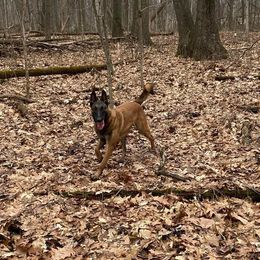 Belgian Malinois from Voodoo Child Kennels