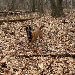 Belgian Malinois from Voodoo Child Kennels