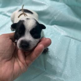 Brown - Blue male Australian Cattle Dog puppy in Chelsea, Oklahoma from CT Mini Heelers