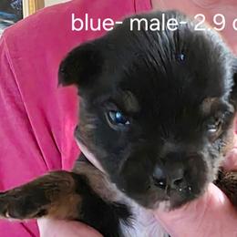 Adam - Black and tan male Yorkshire Terrier puppy in Lampasas, Texas from Lone Star Yorkies Texas