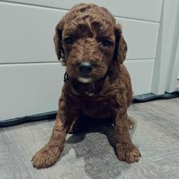 O’Malley black collar - male Poodle puppy in Plainwell, Michigan from Northern Heart Standards