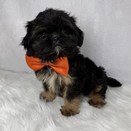 Jagger - Black and tan male Shih Tzu puppy in Columbia, Kentucky from Lisa Bandy Luxe Shih Tzu