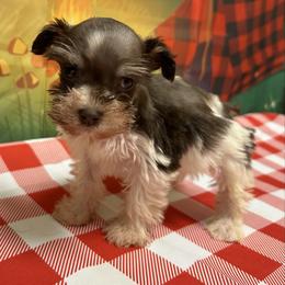 Liver-Tan Parti - Liver male Miniature Schnauzer puppy in Clover, South Carolina from Bobo’s Babies Kennels