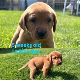 Labrador Retriever Puppies from McEnpoint Red Labs