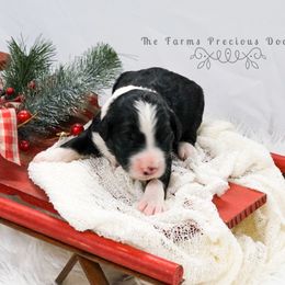 Sheepadoodle Puppies from The Farms Precious Doodles