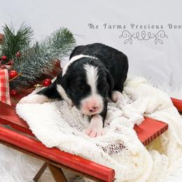 Sheepadoodle Puppies from The Farms Precious Doodles
