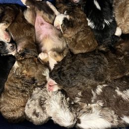 Girl 3 - Red female Aussiedoodle puppy in Alabama from SBA Aussies