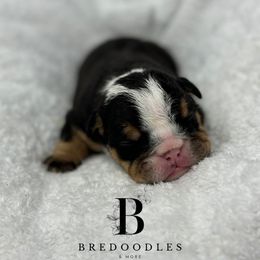 Bernedoodle and Bulldog Puppies from BreDoodles English Bulldogs & Bernedoodles