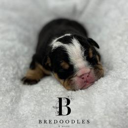 Bernedoodle and Bulldog Puppies from BreDoodles English Bulldogs & Bernedoodles