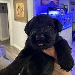 Girl 2 Pink - Black female Miniature Schnauzer puppy in Upland, California from Rising Minis of Upland