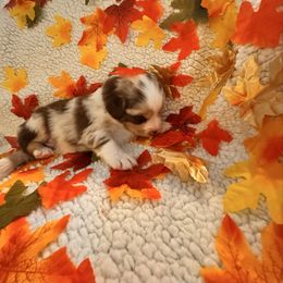 Spice - Red merle male Miniature Australian Shepherd puppy in California from Elsa’s lil Wiggle Butts