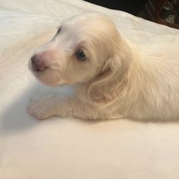 Dachshund Puppies from Mr. Wieners Dachshunds and roxiesdoxies