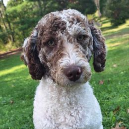 Maggie - Goldendoodle