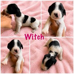 Witch - Black and white female Cavapoo puppy in Blanchard, Oklahoma from Curly Q Cavapoos