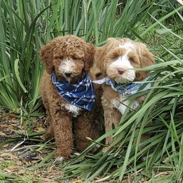 Australian Labradoodle Puppies from Lindsey's Loving Labradoodles