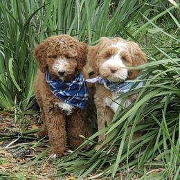 Australian Labradoodle Puppies from Lindsey's Loving Labradoodles