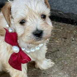 Mango - Wheaten male Miniature Schnauzer puppy in Groesbeck, Texas from Ranch 4M
