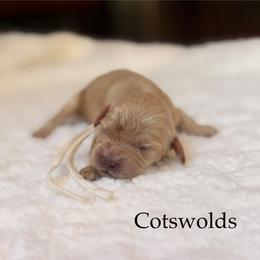 Costwolds - Buff male Cockapoo puppy in Alexandria, Alabama from Bright and Beautiful Cockapoos and Doodles