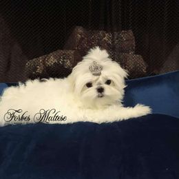 Prince - Maltese