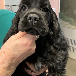 Cocker Spaniel Puppies from Amere Cocker Spaniels
