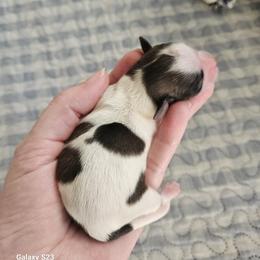 Shihpoo and Shih Tzu Puppies from The Luckie Puppy