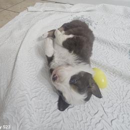 Boy 3 - male Australian Shepherd puppy in Wauneta, Nebraska from 4H Aussies