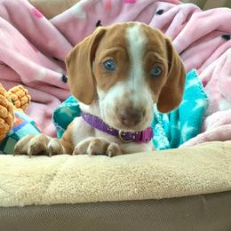 Dachshund Puppies from Witchy Woman’s Wiener’s