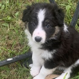 ANCHOR - Border Collie puppy in Jonesboro, Arkansas from Hampton Border Collies