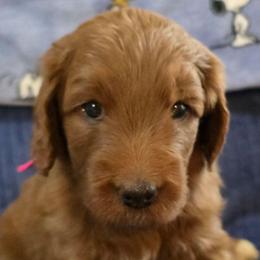 Persephone - dark pink collar - Sophie - Red  female Goldendoodle puppy in Phoenix, Arizona from Kerri's Goldendoodles