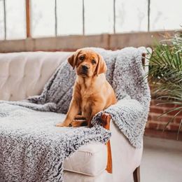 Labrador Retriever Puppies from Shadow Run Labradors