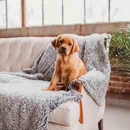 Labrador Retriever Puppies from Shadow Run Labradors