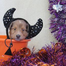Collie Puppies from Arabella Collies