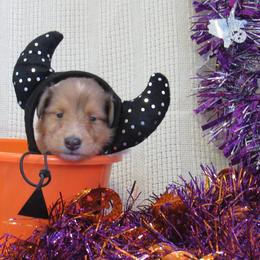 Collie Puppies from Arabella Collies