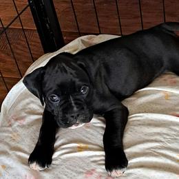 Gray - Brindle male Boxer puppy in Franklin, Georgia from Lakeside Kennels of Franklin