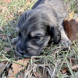 Boy 1 - Cream male Dachshund puppy in Palestine, Texas from Doxie Den🐾