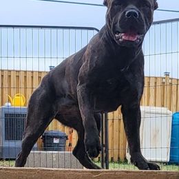 Katniss - Cane Corso