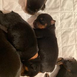 Boy 2 - Rottweiler puppy in Tucson, Arizona from Vertrag Rock Rottweiler