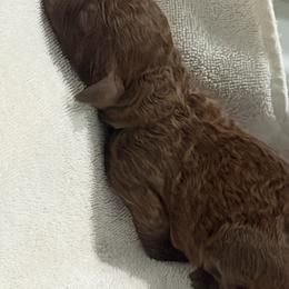 Green - Brown male Poodle puppy in Troy, Alabama from Redmond Rose Kennel